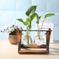 Glass Vase Tabletop Terrarium – Hydroponics Plant Vases for Indoor Gardening