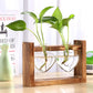 Glass Vase Tabletop Terrarium – Hydroponics Plant Vases for Indoor Gardening