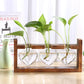 Glass Vase Tabletop Terrarium – Hydroponics Plant Vases for Indoor Gardening